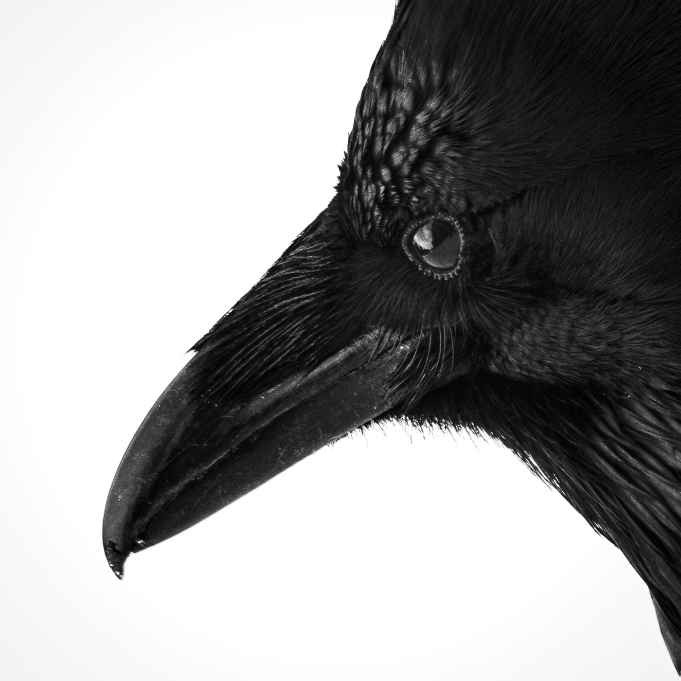 photo of raven