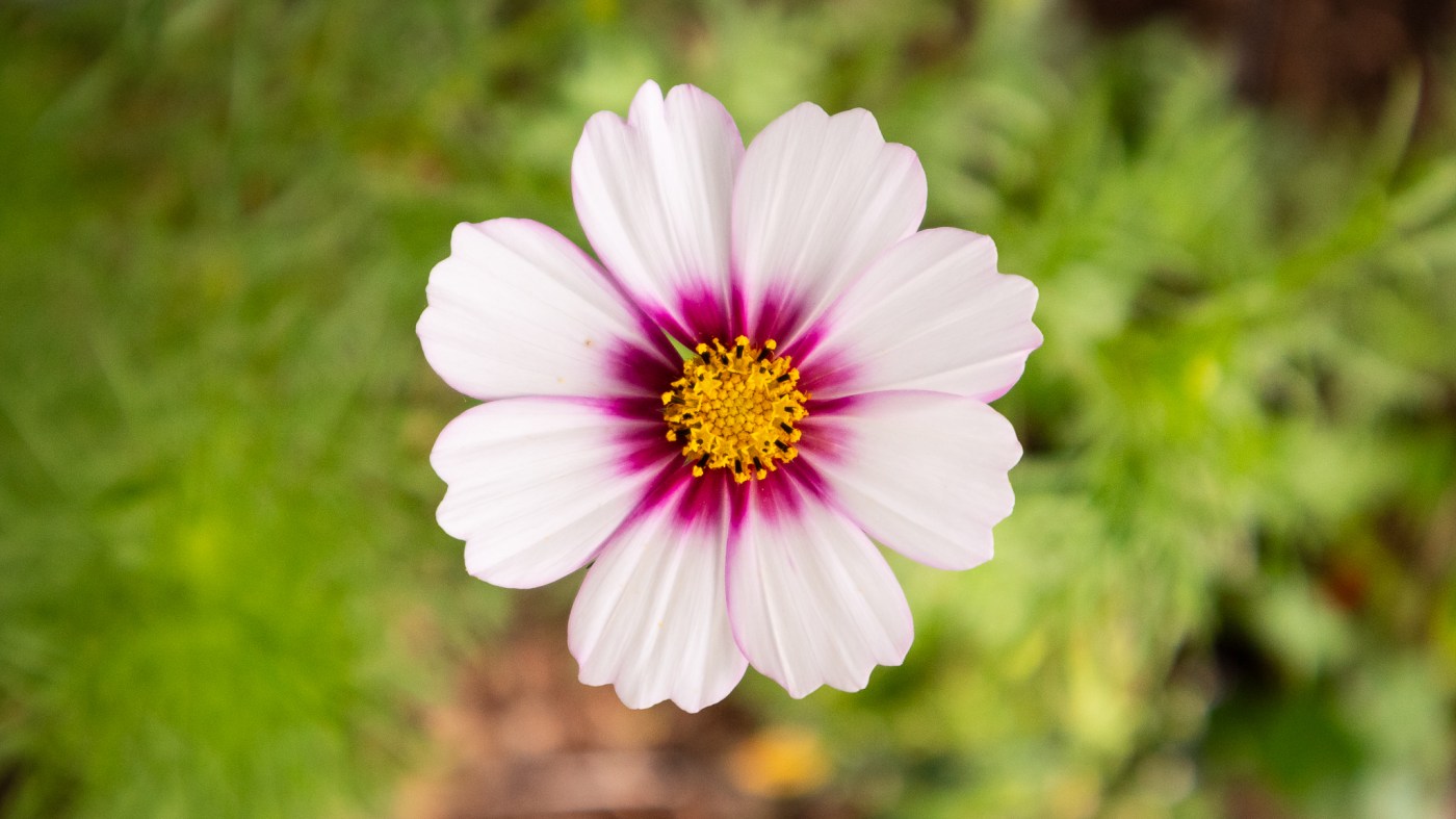 Flower with green background.